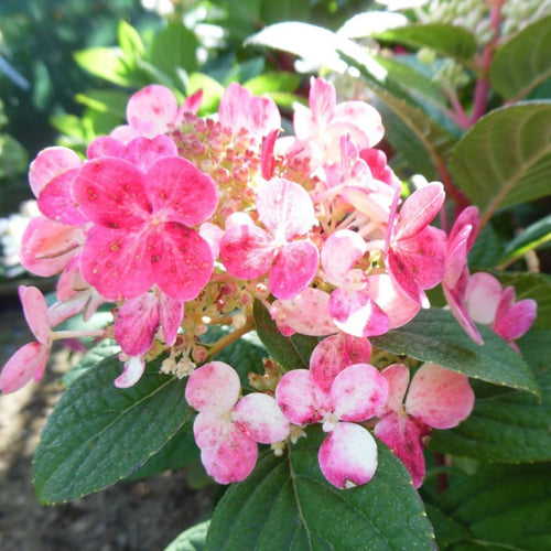 Hydrangea pan. 'Little Quick Fire'