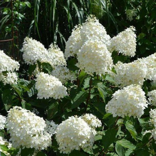 Hydrangea pan. 'Phantom'