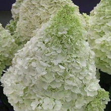 Afbeelding in Gallery-weergave laden, Hydrangea pan. &#39;Silver Dollar&#39;
