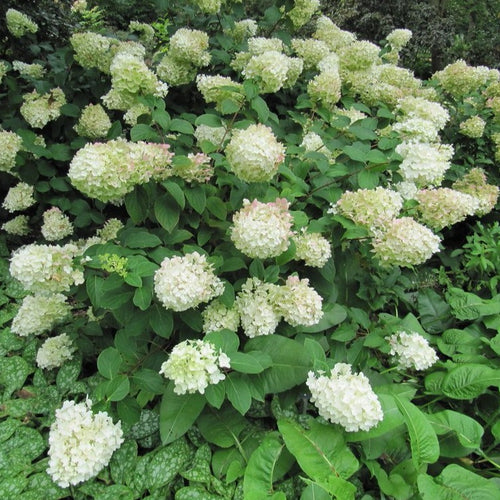 Hydrangea pan. 'Silver Dollar'