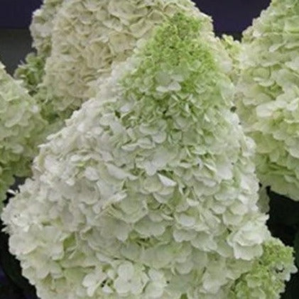 Hydrangea pan. 'Silver Dollar'