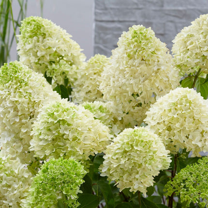 Hydrangea pan. 'Skyfall