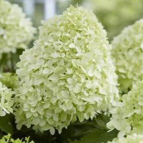 Hydrangea pan. 'Skyfall