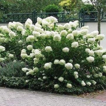 Hydrangea paniculata Grandiflora (Pluimhortensia) - Tuinplantenloods