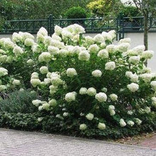 Afbeelding in Gallery-weergave laden, Hydrangea paniculata Grandiflora (Pluimhortensia) - Tuinplantenloods
