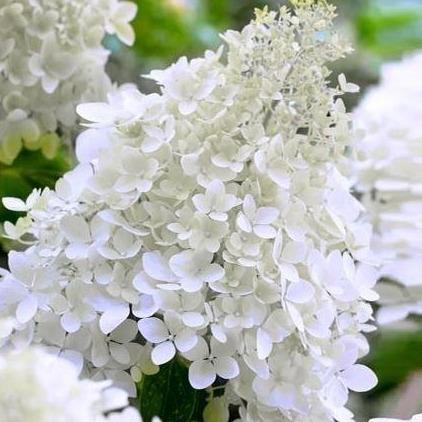 Hydrangea paniculata Grandiflora (Pluimhortensia) - Tuinplantenloods