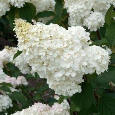 Hydrangea paniculata Vanille-Fraise (Pluimhortensia) - Tuinplantenloods