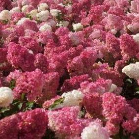 Hydrangea paniculata Vanille-Fraise (Pluimhortensia) - Tuinplantenloods