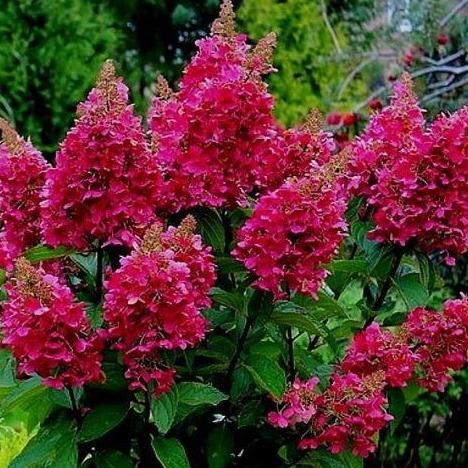 Hydrangea paniculata Wim's Red (Pluimhortensia) - Tuinplantenloods