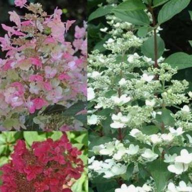 Hydrangea paniculata Wim's Red (Pluimhortensia) - Tuinplantenloods