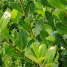 Afbeelding in Gallery-weergave laden, Ilex crenata &#39;Caroline Upright&#39; (lage haag) pakket per meter - Tuinplantenloods
