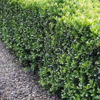 Ilex crenata 'Caroline Upright' (lage haag) pakket per meter - Tuinplantenloods
