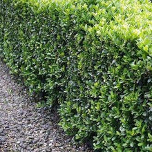 Afbeelding in Gallery-weergave laden, Ilex crenata &#39;Caroline Upright&#39; (lage haag) pakket per meter - Tuinplantenloods
