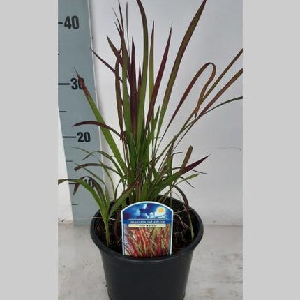 Imperata cylindrica 'Red Baron' - Japans bloedgras