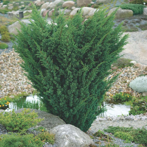 Juniperus chin. 'Blaauw'