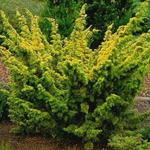 Juniperus chin. 'Plum. Aurea'