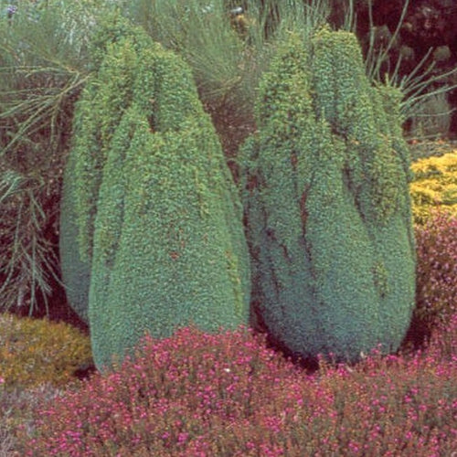 Juniperus comm. 'Hibernica'