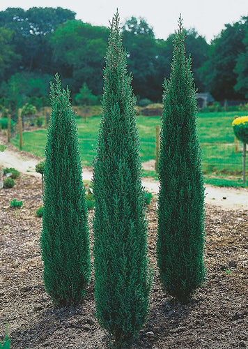 Juniperus comm. 'Sentinel'