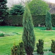 Juniperus scop. 'Blue Arrow'