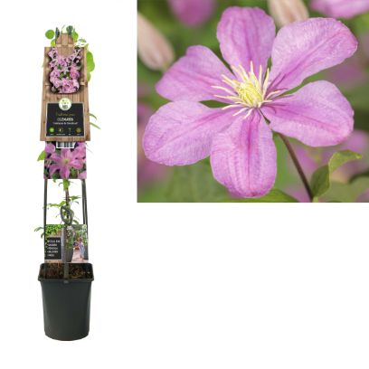 Clematis 'Comtesse de Bouchaud' - Grootbloemig roze