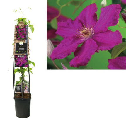 Clematis 'Ernest Markham' 3.0 - Grootbloemig Rood/Paars