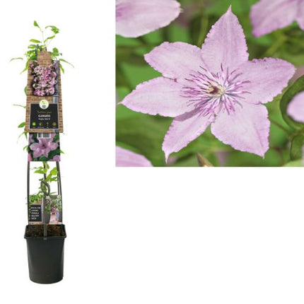 Clematis 'Hagley Hybrid' 3.0 - Grootbloemige Roze