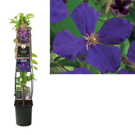 Clematis 'Jackmanii' 3.0 - Grootbladig Blauw