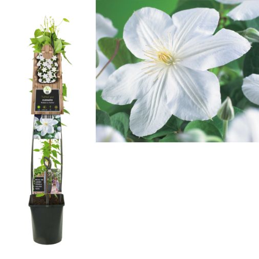 Clematis 'Madame Le Coultre' 3.0 - Grootbladig Wit 