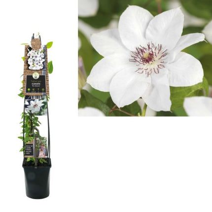 Clematis 'Miss Bateman' 3.0 - Grootbladig Wit