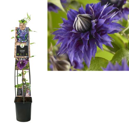 Clematis 'Multi Blue' 3.0 - Grootbladig Blauw