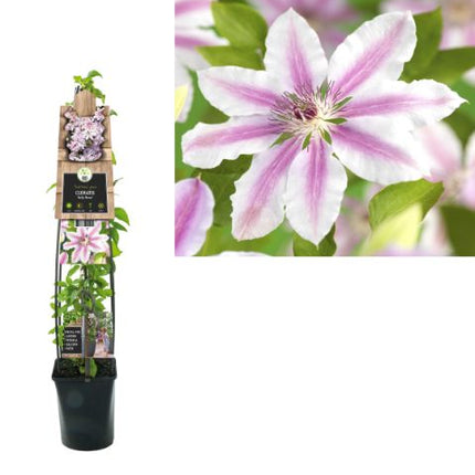 Clematis 'Nelly Moser' - Roze/witte bosrank