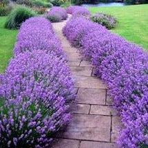 Lavandula ang. 'Munstead' - Lavendel