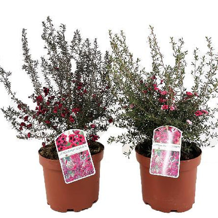 Leptospermum scoparium - Manuka plant