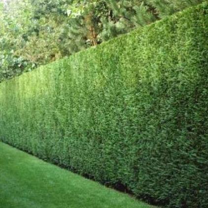 Cupressocyparis leylandii 2001 haag pakket per meter - Tuinplantenloods