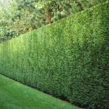 Afbeelding in Gallery-weergave laden, Cupressocyparis leylandii 2001 haag pakket per meter - Tuinplantenloods
