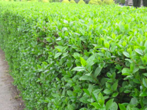 Ligustrum ovalifolium blote wortel - Ligusterhaag