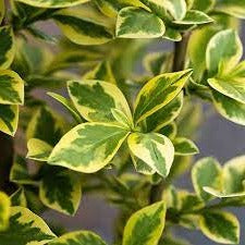 Ligustrum ovalifolium aureum blad