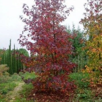 Liquidambar styraciflua