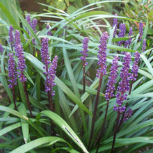 Afbeelding in Gallery-weergave laden, Liriope muscari &#39;Ingwersen&#39; - Leliegras
