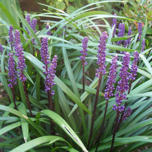 Liriope muscari 'Ingwersen' - Leliegras