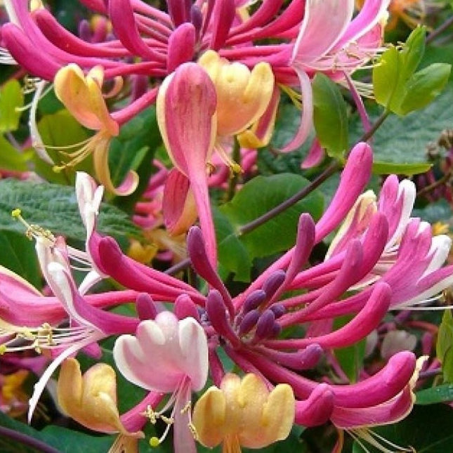 Lonicera heckrottii 'American Beauty' - Kamperfoelie