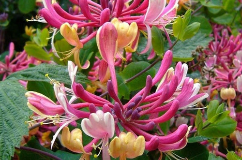 Lonicera heckrottii 'American Beauty' - Kamperfoelie