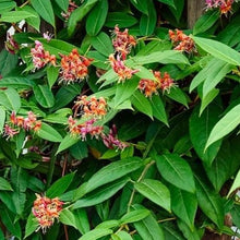 Afbeelding in Gallery-weergave laden, Lonicera henryi - Groenblijvende Kamperfoelie
