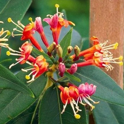 Lonicera henryi - kamperfoelie