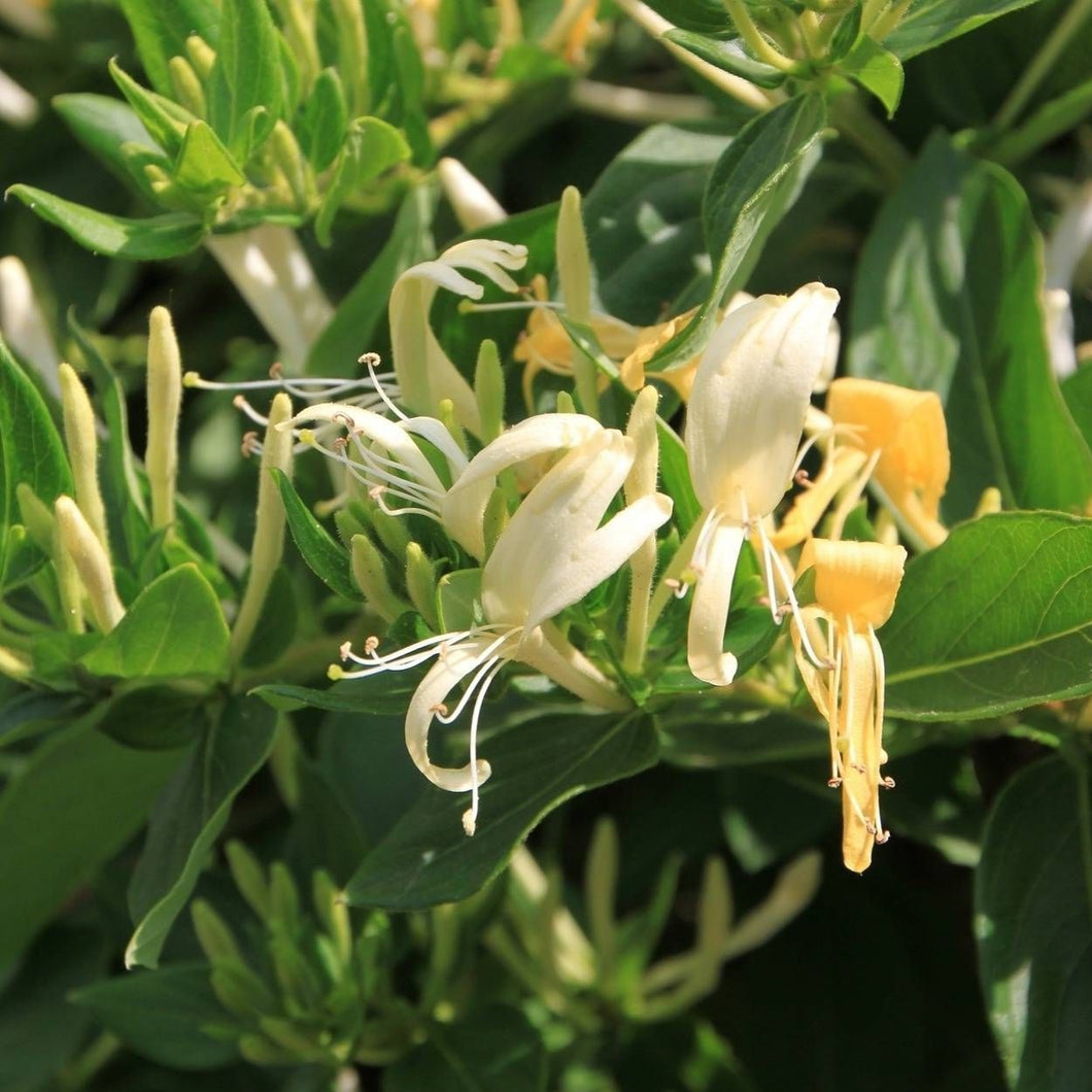 Lonicera jap. 'Hall's Prolific'