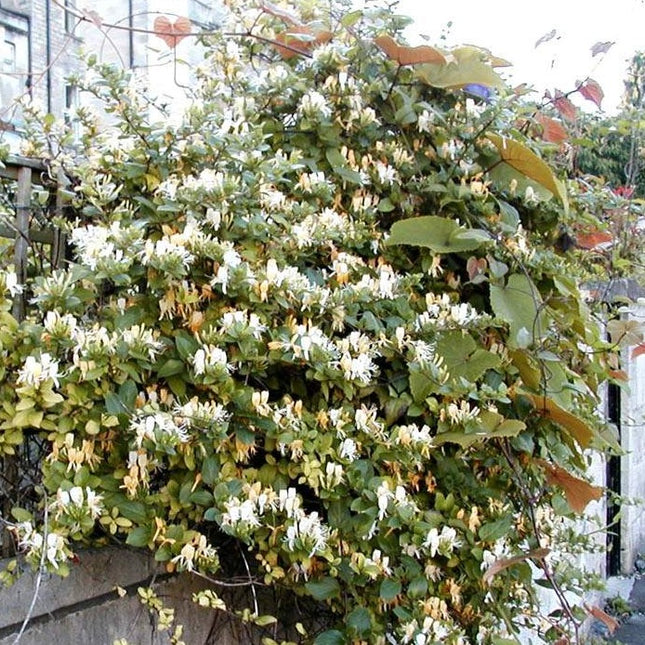 Lonicera japonica 'Halliana' - kamperfoelie