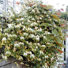 Afbeelding in Gallery-weergave laden, Lonicera japonica &#39;Halliana&#39; - kamperfoelie
