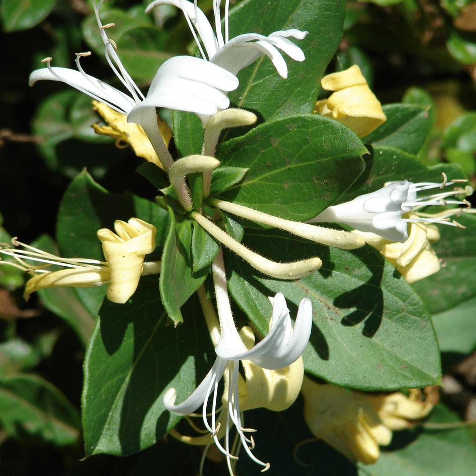 Lonicera japonica 'Halliana' - kamperfoelie