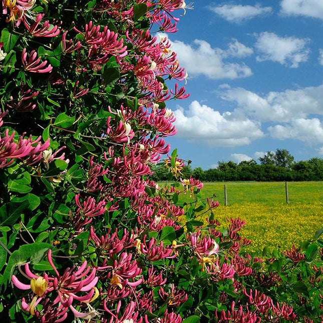 Lonicera japonica 'Red World' kamperfoelie haag