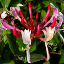 Afbeelding in Gallery-weergave laden, Lonicera japonica &#39;Red World&#39; - Rode kamperfoelie
